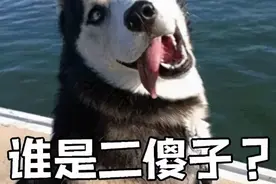 笑哭了！上海这只二哈偷吃主人外卖，还抬起一脚“关门送客”图片