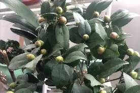 6种漂亮花，秋天千万不要“乱修剪”，影响一年开花量图片