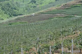 汉中地区猕猴桃建园栽培关键技术图片