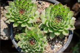 最好养的“长生草”，花盆要大，养分要足，夏天也能爆侧芽图片