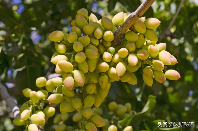 伊朗开心果品质那么好,被称为国宝,却不幸成为经济制裁的苦果