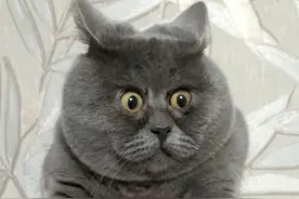 俄罗斯妹纸收养一只猫，竟意外长成沙雕表情包？图片