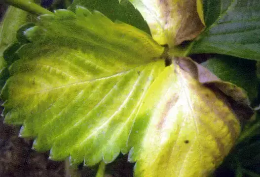 草莓缺素问题大，千万不可小看他，看看各元素的作用吧