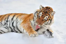 17年前 东北虎在桃沟子叼走砍柴人 几天后虎死桶子沟 案件至今未破图片