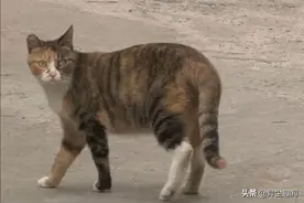 流浪猫暗示路人跟它走，带路到墙边下一秒墙内竟传出微弱的声音图片