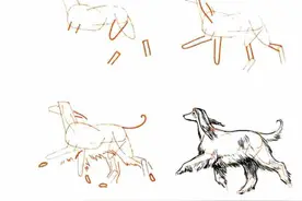 50种狗的绘画方法图片