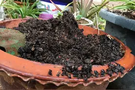 养花的“旧土”，能不能重复利用？有“4不用”，谨记图片