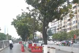 刚种下没几年的行道树为何又开挖？图片