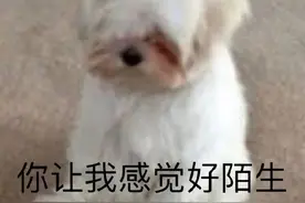 表情包｜不要这样，先生图片