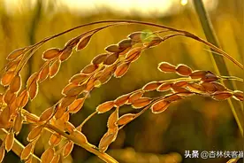 秋天要养肺，民国神医给你一张强壮肺的方子！让肺越来越健康图片