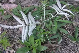 村子中的"变色龙"，当年被当成杂草，现如今，90元/斤图片