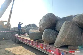 本周大型石头吊运工作将全面完成 临时存放管理点已累计接收石头11556块图片