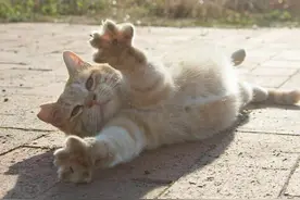 30张有性格的流浪猫照片——都被这位日本摄影师捕捉到了图片