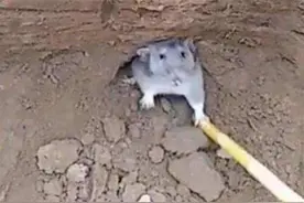 挖鼠洞之（一）图片