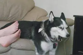 狗狗最爱闻的气味，不是主人的“脚丫味”，而是这6种图片