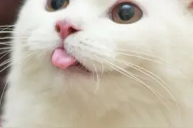 高性价比天然粮该怎么选图片