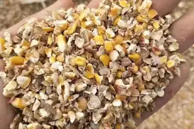 玉米碎直接喂鸡，看似节粮实则隐患很大图片