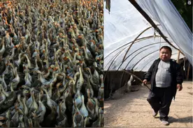 1米2哥哥养三千只鸭，为两个弟弟盖楼房娶媳妇，兄弟不分家图片