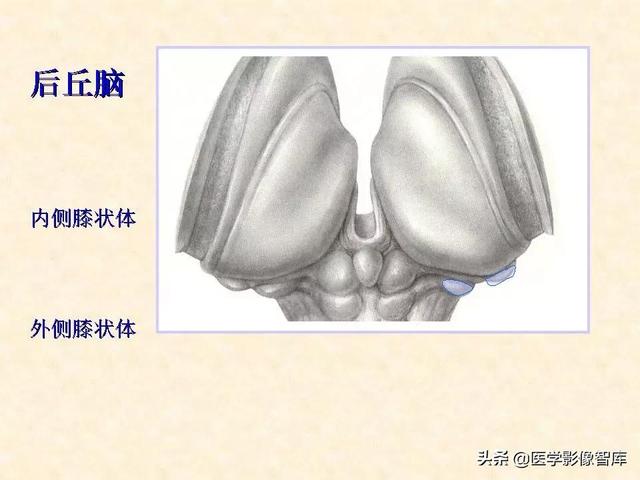 脑干、小脑及间脑解剖