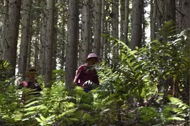 乡村护林（草）员管理新政速览图片