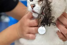 老鼠的断头，倔强地咬着猫脸不放，这是它最后的抗争图片