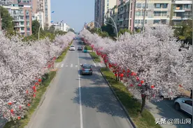 「视觉眉山」鲜花“路”放眉山更靓图片