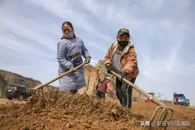 农民山沟里承包20亩地，黄土里种“金子”五年收两料，看看啥情况图片