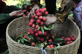 荔枝吃了1斤，突然头晕恶心，难道是传说中的“荔枝病”？图片