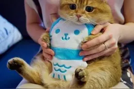 英短猫呕吐是什么原因？图片