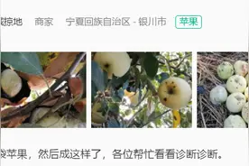 连续阴雨天，苹果成熟期“炭疽病”严重，防治结合才能争取产量图片