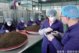 临县：阳府井枣芽茶引领吕梁药茶发展新引擎图片