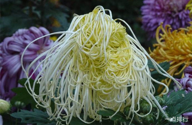 菊花是我国的十大名花之一，菊花的10大常见品种