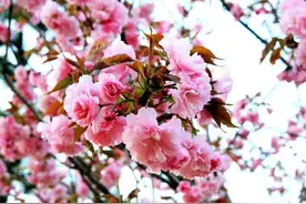 一大批景区免费或半价优惠！在北京的“女神”们都要开心疯了！图片