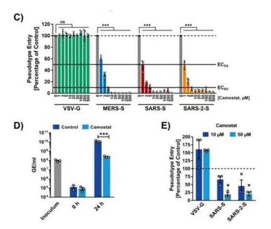 Cell：新型冠状病毒感染可被蛋白酶抑制剂阻断