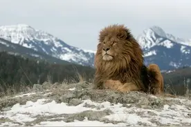 百兽之王巴巴里狮，独行猛兽，堵住老虎西迁之路，实力堪比东北虎图片