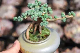 入夏前的倔强：那个玩鹿角海棠盆景的“老头子”又来了图片