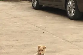 乡下见到的一只小狗，我怀疑前世是人投胎的图片