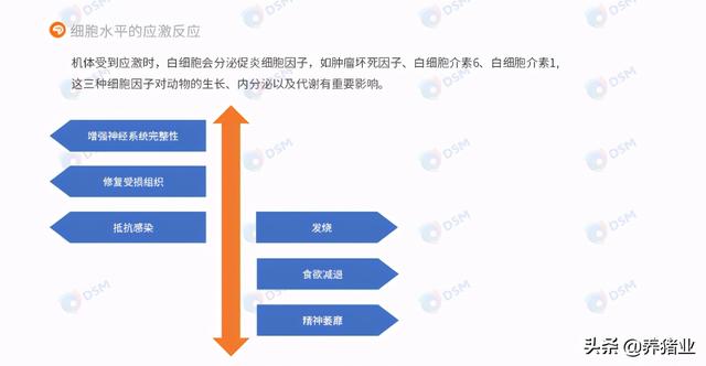 李曼大会听课笔记连载（二）（母猪营养、生长速度、应激、无抗）