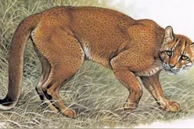 古代传说的猛兽彪是什么？能杀死老虎，2005年后我国仅出现3次图片