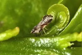 春季柑橘木虱已来袭该怎么办？别慌，做好以下防治措施可有效解决图片
