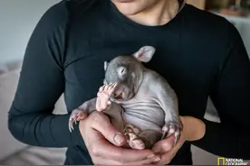 新冠疫情下，如何在家照顾小袋熊图片