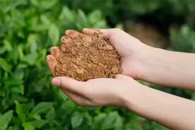 菜籽油渣如何做肥料？需要正确发酵使用，才可发挥最大的肥效图片