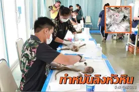 泰国华欣对600只猴子做绝育 控制猴口图片