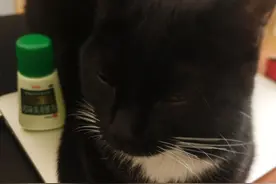 业余羽球生涯16年（伤痛篇）图片