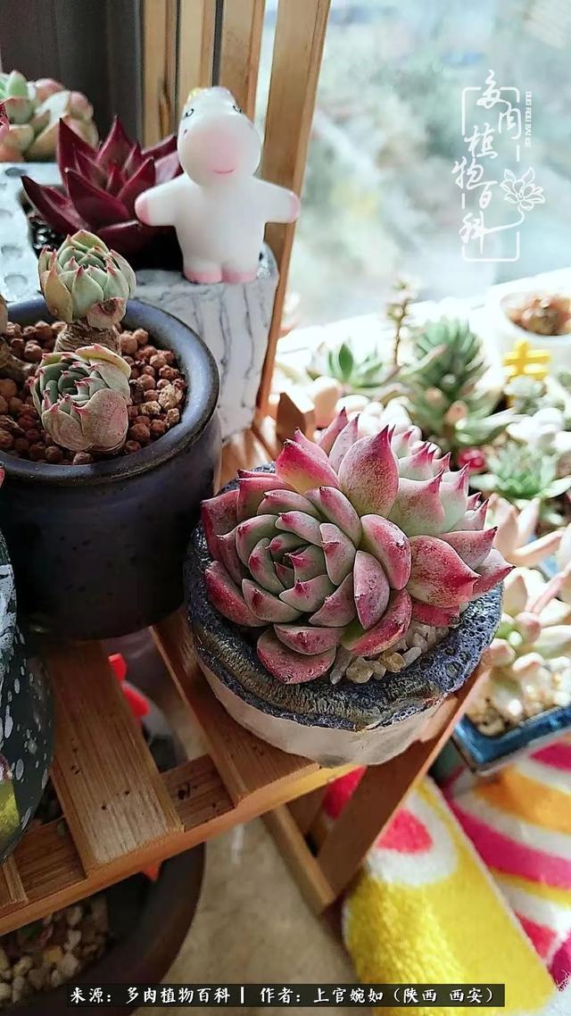 一入肉坑深似海之，我与多肉的不解之缘