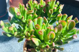 吸财树怎么养？简单3步，枝叶繁茂、颜色漂亮、变成茁壮的老桩图片