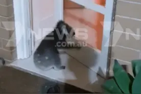 一只考拉敲门闯进澳洲人家，拿酒喝，还和主人一起看电视图片