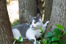 你不要我，我去找你，猫咪3个月跨越10公里，只为找到前主人图片