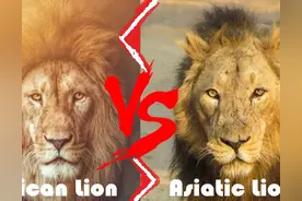 非洲狮vs亚洲狮，谁才是猫科动物里的真正王者？图片
