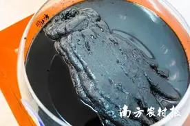 濠江有一“手”，入药又入肴图片